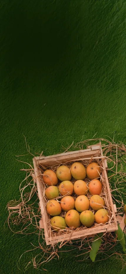 Crate of fresh Pakistani mangoes